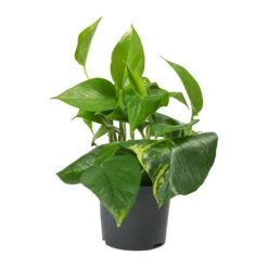 Epipremnum Aureum - Golden Pothos 25 Epipremnum Aureum - Golden Pothos -Indoor Plants Store Epipremnum aureum Golden Pothos 12cm 2a55aa35 be0e 4a99 ae74 1af73ceac833