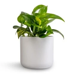Epipremnum Aureum - Golden Pothos 40 Epipremnum Aureum - Golden Pothos -Indoor Plants Store Epipremnum aureum Golden Pothos 12x25cm Lisbon Plant Pot White 6bebc7c3 1cc8 4e4a bf30 0863a2d73277