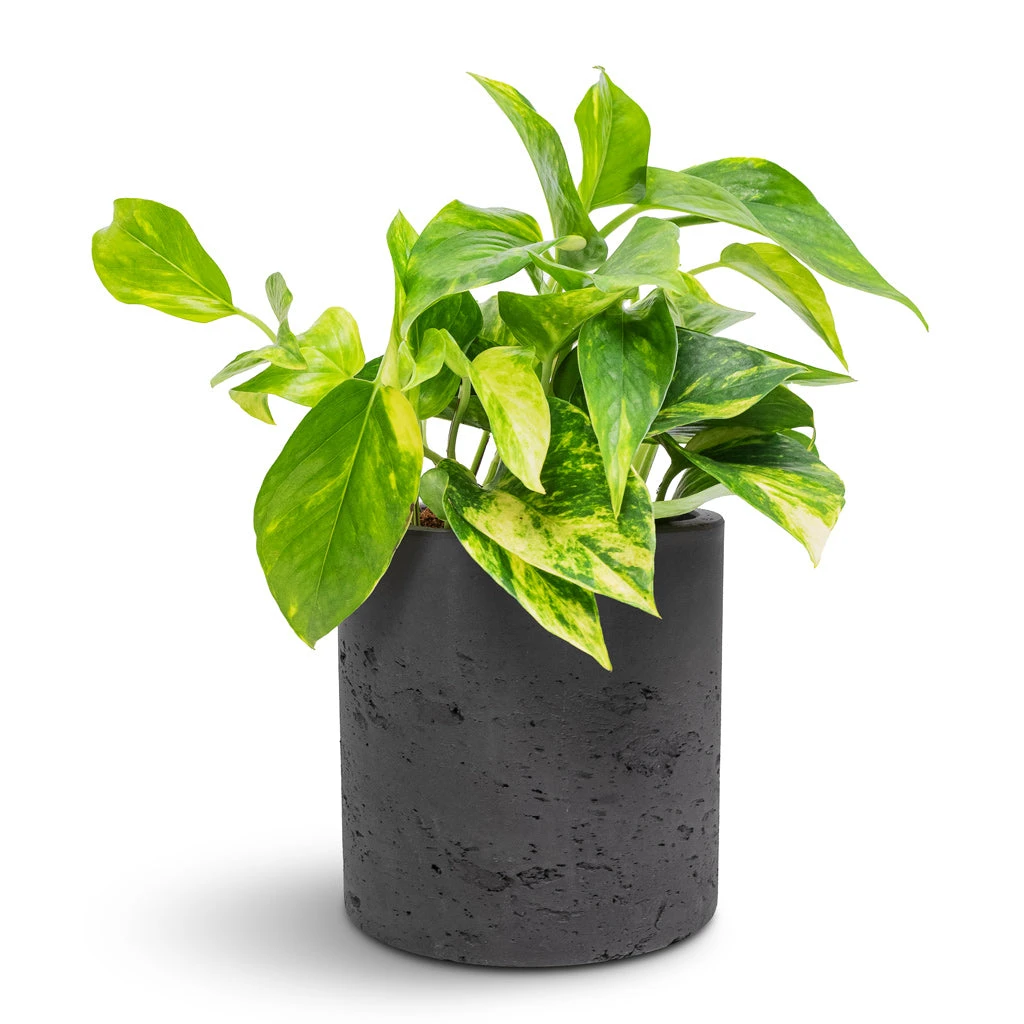 Epipremnum Aureum - Golden Pothos 18 Epipremnum Aureum - Golden Pothos - Image 16