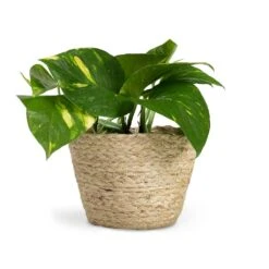 Epipremnum Aureum - Golden Pothos 38 Epipremnum Aureum - Golden Pothos -Indoor Plants Store Epipremnum aureum Golden Pothos 12x25cm Selin Plant Basket Jute 15x12cm