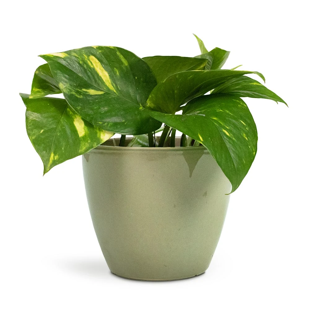 Epipremnum Aureum - Golden Pothos 17 Epipremnum Aureum - Golden Pothos - Image 15