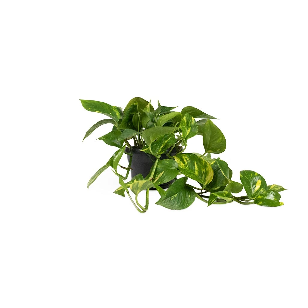 Epipremnum Aureum - Golden Pothos 10 Epipremnum Aureum - Golden Pothos - Image 8
