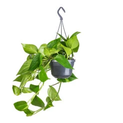 Epipremnum Aureum - Golden Pothos 27 Epipremnum Aureum - Golden Pothos -Indoor Plants Store Epipremnum aureum Golden Pothos 15x60cm
