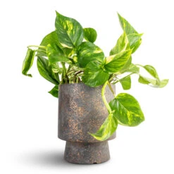 Epipremnum Aureum - Golden Pothos 30 Epipremnum Aureum - Golden Pothos -Indoor Plants Store Epipremnum aureum Golden Pothos 15x60cm Aily Plant Pot Earth Cement 19x23cm 2