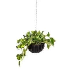 Epipremnum Aureum - Golden Pothos 34 Epipremnum Aureum - Golden Pothos -Indoor Plants Store Epipremnum aureum Golden Pothos 20x40cm 10 Kensington Hanging Plant Pot Copper 30x34cm 2 90a8eb34 a604 4adf 876d 722de578e180