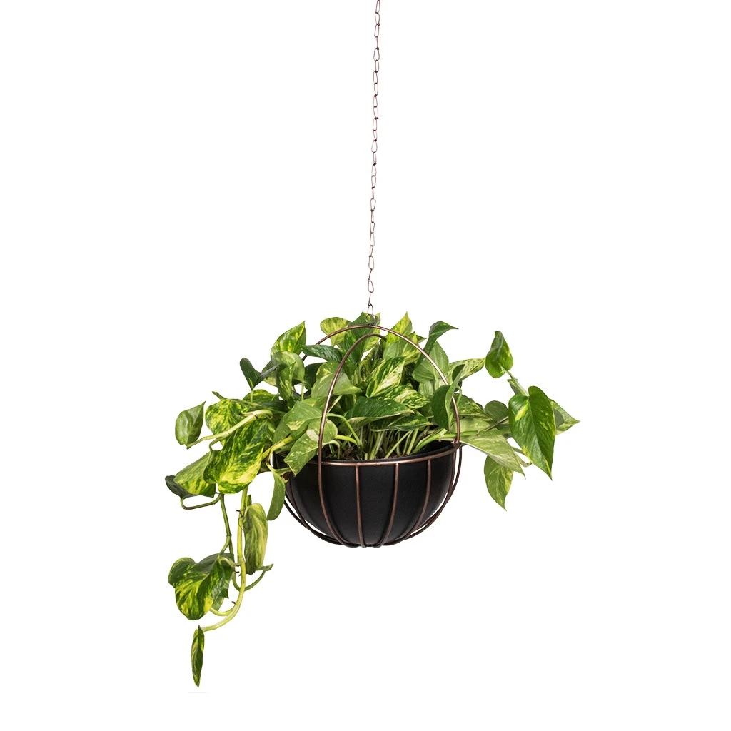 Epipremnum Aureum - Golden Pothos 15 Epipremnum Aureum - Golden Pothos - Image 13