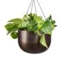 Epipremnum Aureum - Golden Pothos 2 Epipremnum Aureum - Golden Pothos -Indoor Plants Store Epipremnum aureum Golden Pothos 20x40cm Mayfair Hanging Plant Pot Mocha 30x21cm 2 3814d976 ffba 408e b690 ffdc49c3a35b