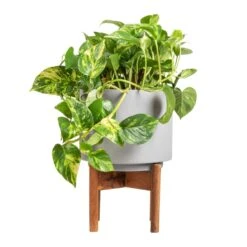 Epipremnum Aureum - Golden Pothos 32 Epipremnum Aureum - Golden Pothos -Indoor Plants Store Epipremnum aureum Golden Pothos 20x40cm Vigo Plant Pot with Wooden Stand Concrete Grey 24x33cm 2e74e52b 4d28 4083 b4cf d8db4aefb481