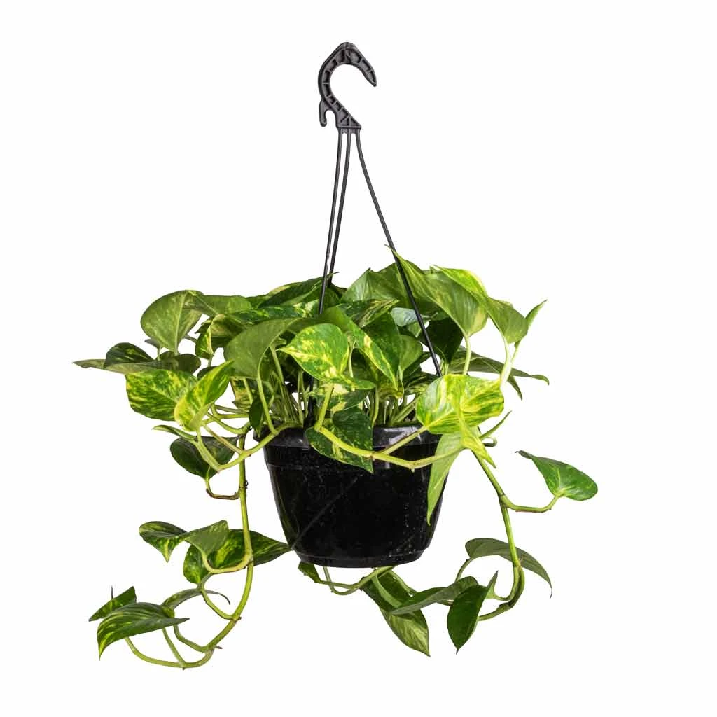 Epipremnum Aureum - Golden Pothos 12 Epipremnum Aureum - Golden Pothos - Image 10