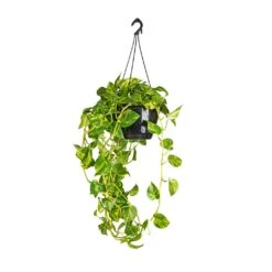 Epipremnum Aureum - Golden Pothos 33 Epipremnum Aureum - Golden Pothos -Indoor Plants Store Epipremnum aureum Golden Pothos 25x60cm 2