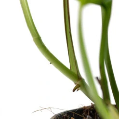 Epipremnum Aureum - Golden Pothos 41 Epipremnum Aureum - Golden Pothos -Indoor Plants Store Epipremnum aureum Golden Pothos Aerial Root