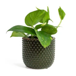 Epipremnum Aureum - Golden Pothos 39 Epipremnum Aureum - Golden Pothos -Indoor Plants Store Epipremnum aureum Golden Pothos Bolino Plant Pot Green c6410fef c168 40bd acd7 2b80ed5cdba0