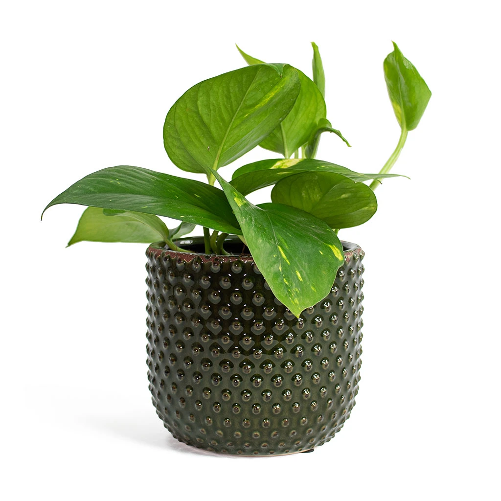 Epipremnum Aureum - Golden Pothos 20 Epipremnum Aureum - Golden Pothos - Image 18