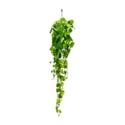 Epipremnum Aureum - Golden Pothos 35 Epipremnum Aureum - Golden Pothos -Indoor Plants Store Epipremnum aureum Golden Pothos Long Trails