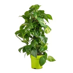 Epipremnum Aureum - Golden Pothos - Moss Pole 17 Epipremnum Aureum - Golden Pothos - Moss Pole -Indoor Plants Store Epipremnum aureum Golden Pothos Moss Pole 17x60cm