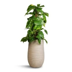 Dune Partner Planter - Oat -Indoor Plants Store Epipremnum aureum Golden Pothos Moss Pole 17x60cm Dune Partner Planter Oat 25x40cm 54906bad 14c3 41ce a26c e13d5fc725b9
