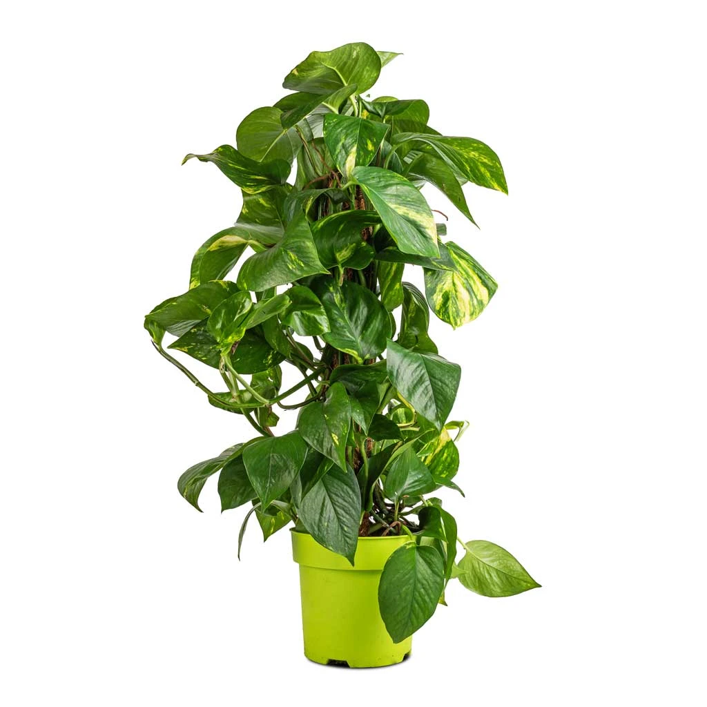 Epipremnum Aureum - Golden Pothos - Moss Pole 5 Epipremnum Aureum - Golden Pothos - Moss Pole - Image 3