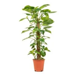 Epipremnum Aureum - Golden Pothos - Moss Pole 24 Epipremnum Aureum - Golden Pothos - Moss Pole -Indoor Plants Store Epipremnum aureum Golden Pothos Moss Pole 19x90cm
