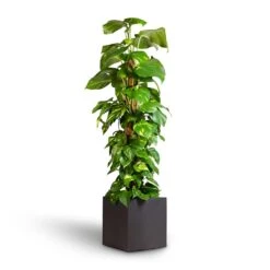 Grigio Cube Planter - Anthracite Concrete -Indoor Plants Store Epipremnum aureum Golden Pothos Moss Pole 24x120cm Grigio Cube Planter Rusty Iron Concrete 30x30x30cm 7ea8449a 6e14 4a3f b18c b9ecc5aacef4