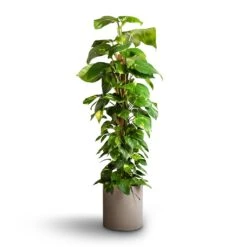 Max Refined Planter - Clouded Grey -Indoor Plants Store Epipremnum aureum Golden Pothos Moss Pole 24x120cm Max Refined Planter Clouded Grey 29x29.5cm f21335a2 694a 468c 996a db45501a5296