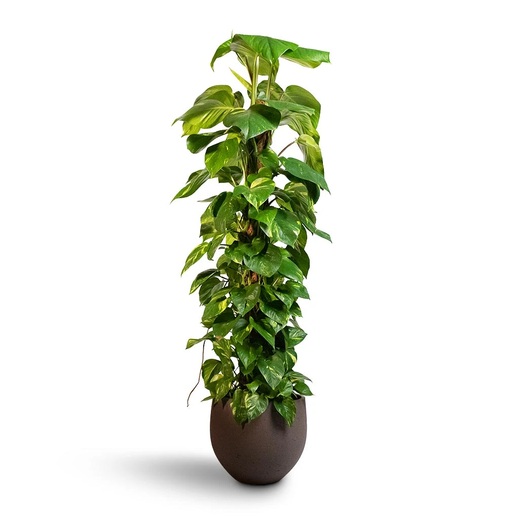 Epipremnum Aureum - Golden Pothos - Moss Pole 7 Epipremnum Aureum - Golden Pothos - Moss Pole - Image 5