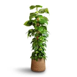 Epipremnum Aureum - Golden Pothos - Moss Pole 18 Epipremnum Aureum - Golden Pothos - Moss Pole -Indoor Plants Store Epipremnum aureum Golden Pothos Moss Pole 24x120cm Patt Plant Pot Straw Grass 35x30cm