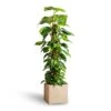 Epipremnum Aureum - Golden Pothos - Moss Pole 2 Epipremnum Aureum - Golden Pothos - Moss Pole -Indoor Plants Store Epipremnum aureum Golden Pothos Moss Pole 24x120cm Raindrop Cube Planter Stone 30x30x27cm