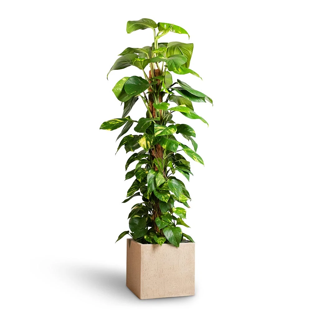 Epipremnum Aureum - Golden Pothos - Moss Pole 3 Epipremnum Aureum - Golden Pothos - Moss Pole