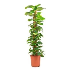Epipremnum Aureum - Golden Pothos - Moss Pole 22 Epipremnum Aureum - Golden Pothos - Moss Pole -Indoor Plants Store Epipremnum aureum Golden Pothos Moss Pole 24x130cm