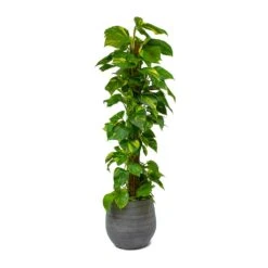 Epipremnum Aureum - Golden Pothos - Moss Pole 23 Epipremnum Aureum - Golden Pothos - Moss Pole -Indoor Plants Store Epipremnum aureum Golden Pothos Moss Pole Esra Mystic Grey Plant Pot 49949b81 8fe8 40a0 afa3 81d7ac525982