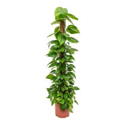 Epipremnum Aureum - Golden Pothos - Moss Pole 20 Epipremnum Aureum - Golden Pothos - Moss Pole -Indoor Plants Store Epipremnum aureum Golden Pothos Moss Pole Tall