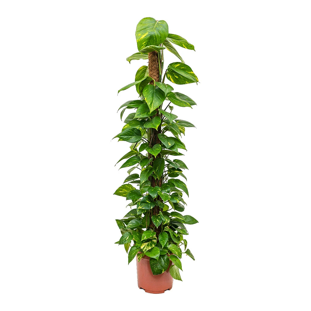Epipremnum Aureum - Golden Pothos - Moss Pole 8 Epipremnum Aureum - Golden Pothos - Moss Pole - Image 6
