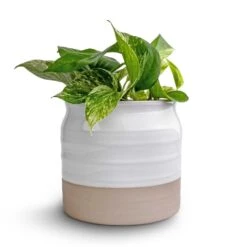 Epipremnum Aureum - Marble Queen Pothos 16 Epipremnum Aureum - Marble Queen Pothos -Indoor Plants Store Epipremnum aureum Marble Queen Pothos 12x20 Puro Ripple Plant Pot White 17x16cm2 94f2cdcb a0cc 49bd 9073 03f7f3dba1d7