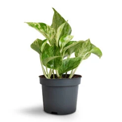 Epipremnum Aureum - Marble Queen Pothos 14 Epipremnum Aureum - Marble Queen Pothos -Indoor Plants Store Epipremnum aureum Marble Queen Pothos 12x20cm