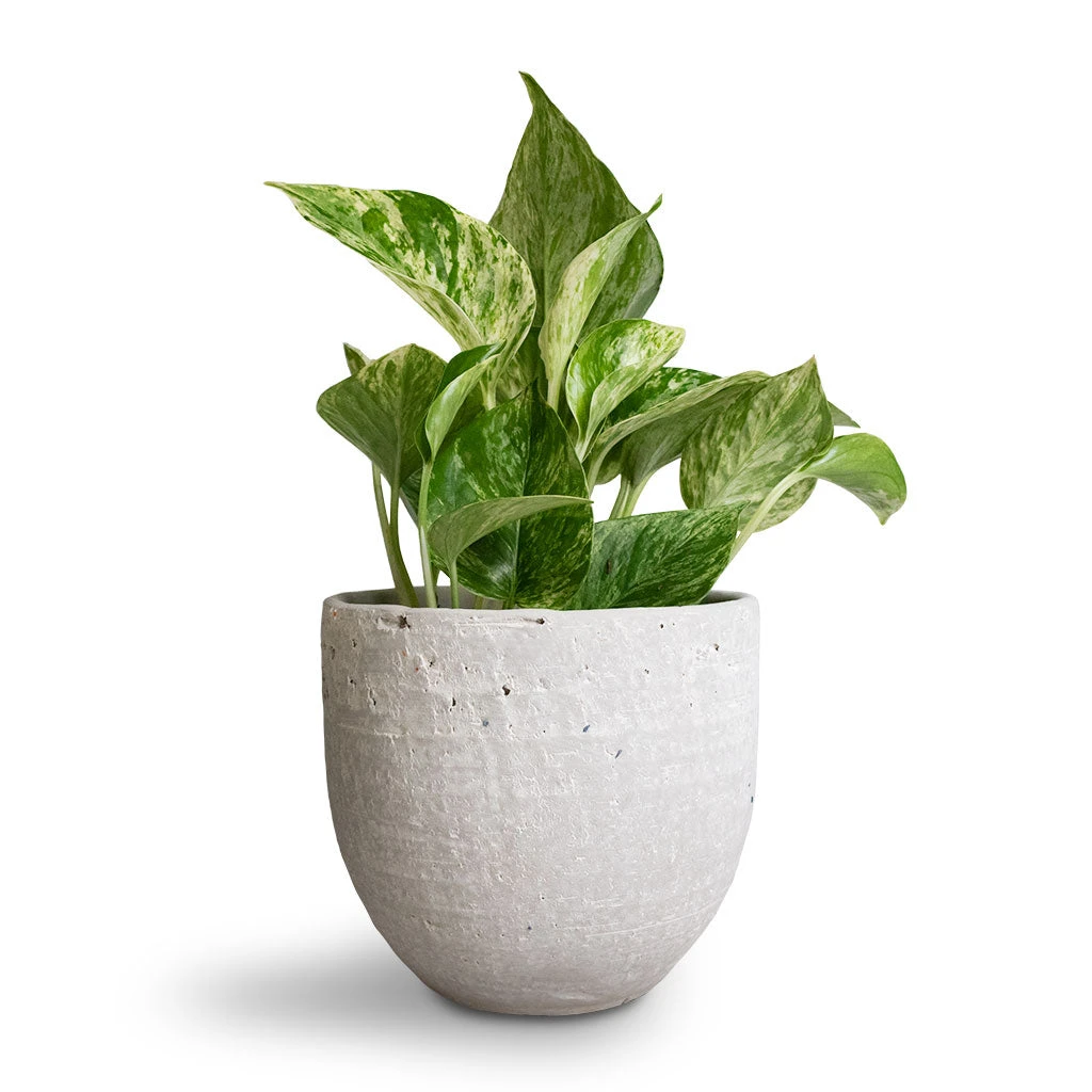 Epipremnum Aureum - Marble Queen Pothos 3 Epipremnum Aureum - Marble Queen Pothos