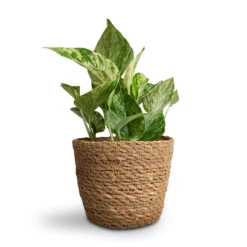 Epipremnum Aureum - Marble Queen Pothos 15 Epipremnum Aureum - Marble Queen Pothos -Indoor Plants Store Epipremnum aureum Marble Queen Pothos 12x20cm Igmar Plant Basket Natural 15x12cm