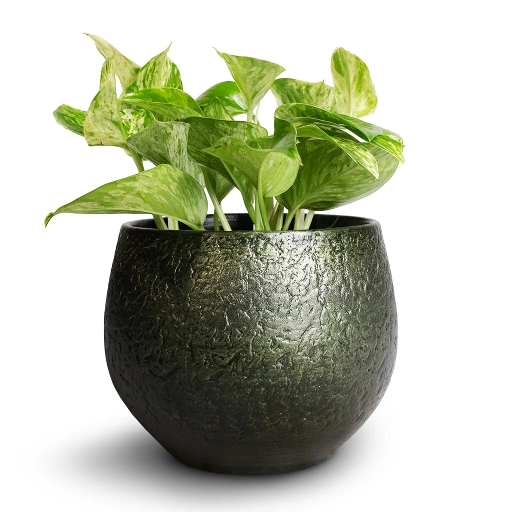 Epipremnum Aureum - Marble Queen Pothos 6 Epipremnum Aureum - Marble Queen Pothos - Image 4