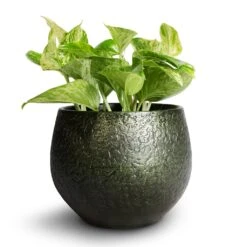 Noor Plant Pot - Velvet Green -Indoor Plants Store Epipremnum aureum Marble Queen Pothos 12x20cm Noor Plant Pot Velvet Green 16x13cm 6804906c b361 4243 a6f2 9afa9235fe65