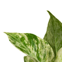 Epipremnum Aureum - Marble Queen Pothos 12 Epipremnum Aureum - Marble Queen Pothos -Indoor Plants Store Epipremnum aureum Marble Queen Pothos Close