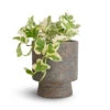 Epipremnum Aureum - NJoy Pothos 1 Epipremnum Aureum - NJoy Pothos -Indoor Plants Store Epipremnum aureum NJoy Pothos 12x15cm Aily Plant Pot Anthracite 17x20cm
