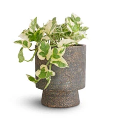 Aily Plant Pot - Earth Cement -Indoor Plants Store Epipremnum aureum NJoy Pothos 12x15cm Aily Plant Pot Anthracite 17x20cm 5b9b2088 d61c 4526 adf5 9d9cefcac705