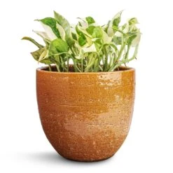 Epipremnum Aureum - NJoy Pothos 11 Epipremnum Aureum - NJoy Pothos -Indoor Plants Store Epipremnum aureum NJoy Pothos 12x15cm Jolin Plant Pot Desert 16x14cm d5f92447 142d 481f 8f55 eadcd83ff4cd