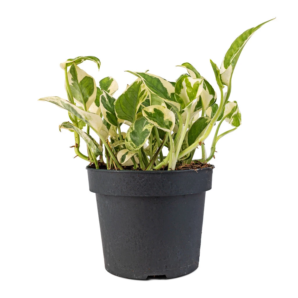 Epipremnum Aureum - NJoy Pothos 5 Epipremnum Aureum - NJoy Pothos - Image 3