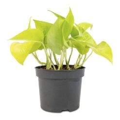 Epipremnum Aureum Neon - Golden Neon Pothos -Indoor Plants Store Epipremnum aureum Neon Golden Neon Pothos 12x20cm