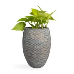 Epipremnum Aureum Neon - Golden Neon Pothos -Indoor Plants Store Epipremnum aureum Neon Golden Neon Pothos 12x20cm Fay Plant Vase Blue Gold 19x27cm