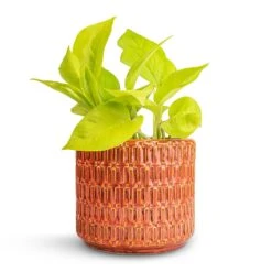 Epipremnum Aureum Neon - Golden Neon Pothos -Indoor Plants Store Epipremnum aureum Neon Golden Neon Pothos 12x20cm Flor Plant Pot Orange 14x12cm 9f064b1c d966 48a6 be68 b81f0cb9959d