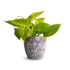 Epipremnum Aureum Neon - Golden Neon Pothos -Indoor Plants Store Epipremnum aureum Neon Golden Neon Pothos 12x20cm Monza Plant Pot Vintage Grey 13x13cm 58f2d076 2440 4d0c a53a df5f339b5b77