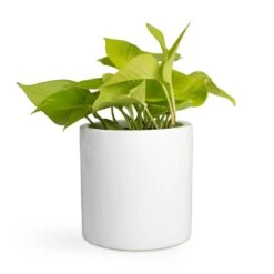 Epipremnum Aureum Neon - Golden Neon Pothos -Indoor Plants Store Epipremnum aureum Neon Golden Neon Pothos 12x20cm Puk Planter Glossy White 15x15cm