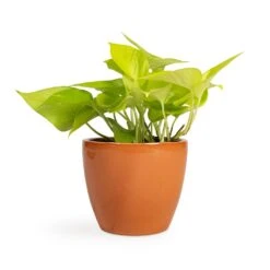 Epipremnum Aureum Neon - Golden Neon Pothos -Indoor Plants Store Epipremnum aureum Neon Golden Neon Pothos 12x20cm Sven Plant Pot Mandarin 15x12cm