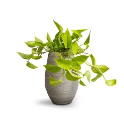 Epipremnum Aureum Neon - Golden Neon Pothos -Indoor Plants Store Epipremnum aureum Neon Golden Neon Pothos 15x40cm Noor Plant Vase Metallic Grey 23x36cm 1e74293c 172d 45ba a3f8 75c2c9a55b9f
